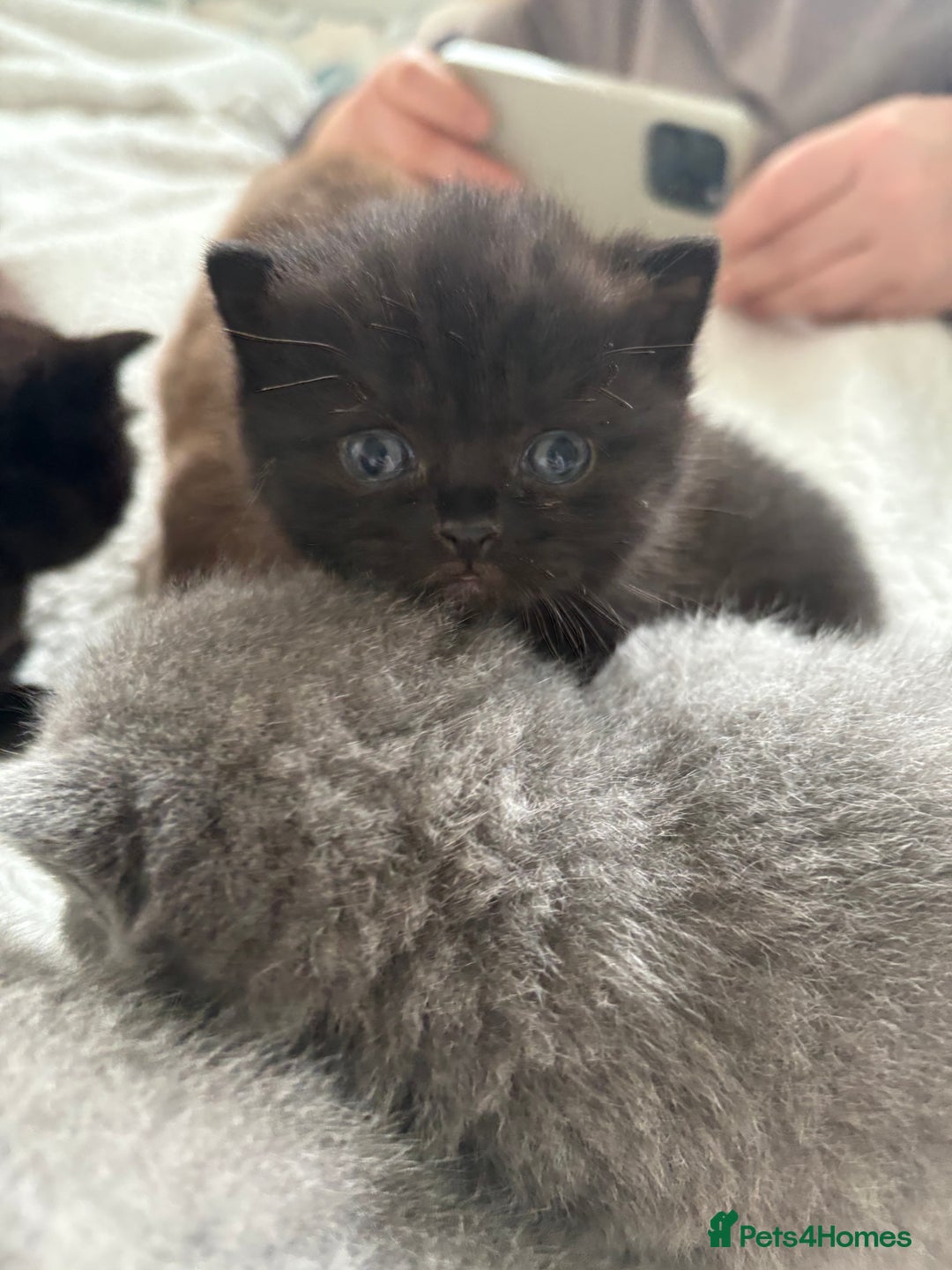 British Shorthair cats for sale:  LAST 3 British shorthair BLUE AND BLACK - Advert 8