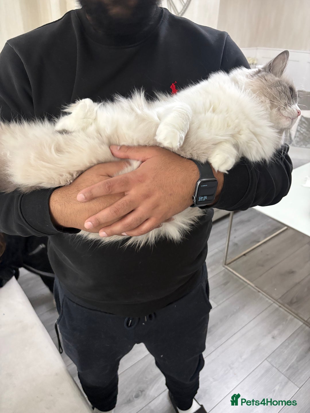 Ragdoll cats for sale: 2.5Yo Female Ragdoll  - Advert 8