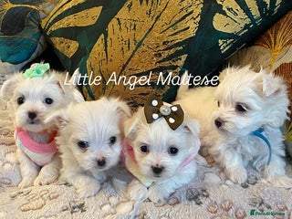 Maltese dogs ✨ Outstanding KC half-Korean Maltese Puppies ✨ - Advert 8