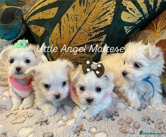 Maltese dogs ✨ Outstanding KC half-Korean Maltese Puppies ✨ - Advert 17