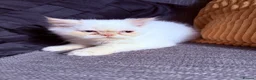 Persian cats for sale: Lovely Persian kittens 1 girl 3 boys  in Telford - Advert 17