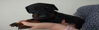 Dobermann 2