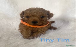 Miniature Poodle dogs for sale: Gorgeous Red Minature Poodles Puppies  - Image 20