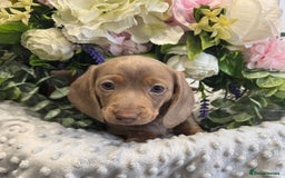 Miniature Dachshund dogs for sale: Adorable Miniature Dachshund Puppies for Sale. - Image 11