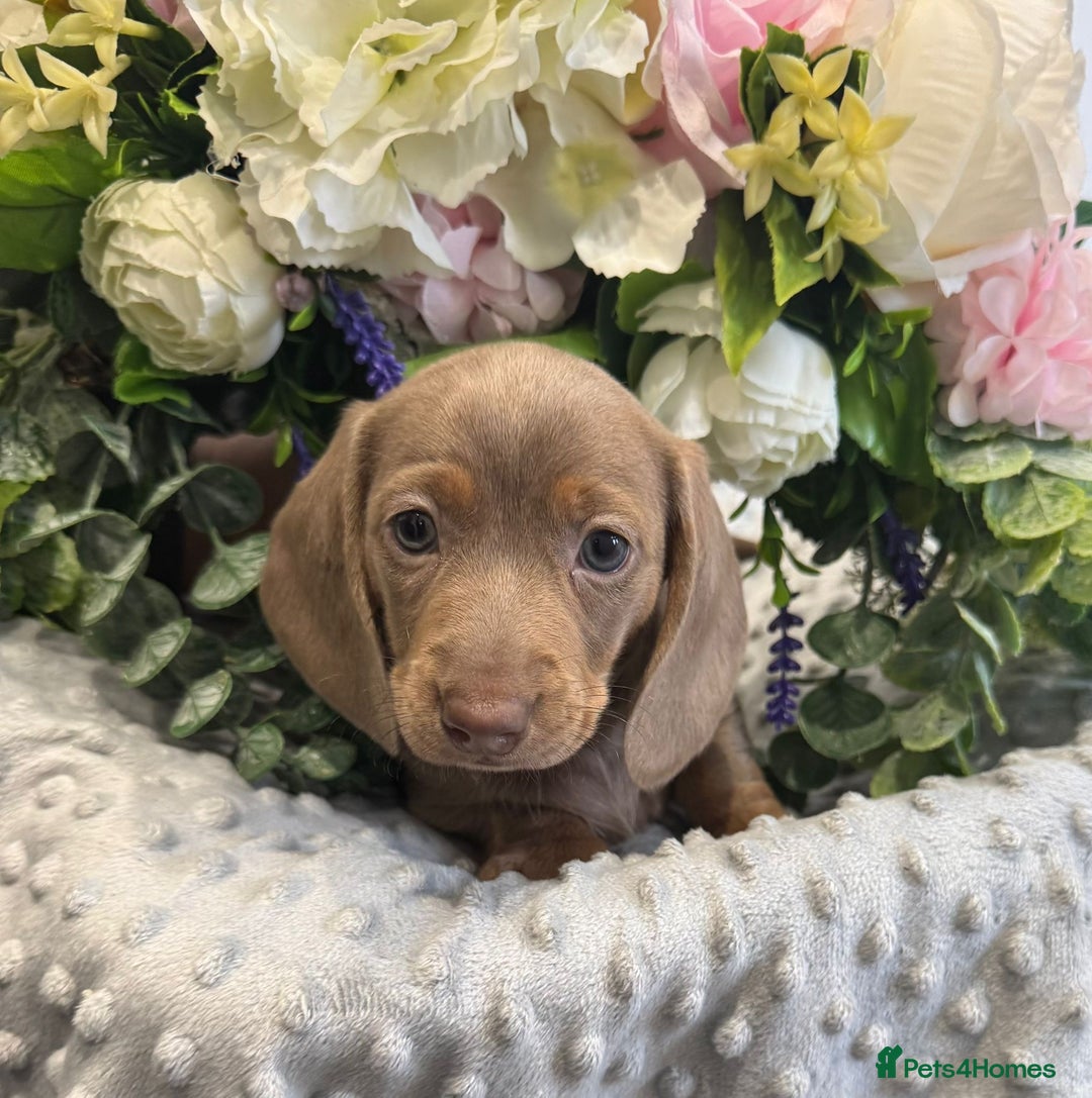 Miniature Dachshund dogs for sale: Adorable Miniature Dachshund Puppies for Sale. - Image 11