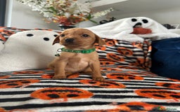 Labrador Retriever dogs for sale: Beautiful fox red Labrador pups - Image 14