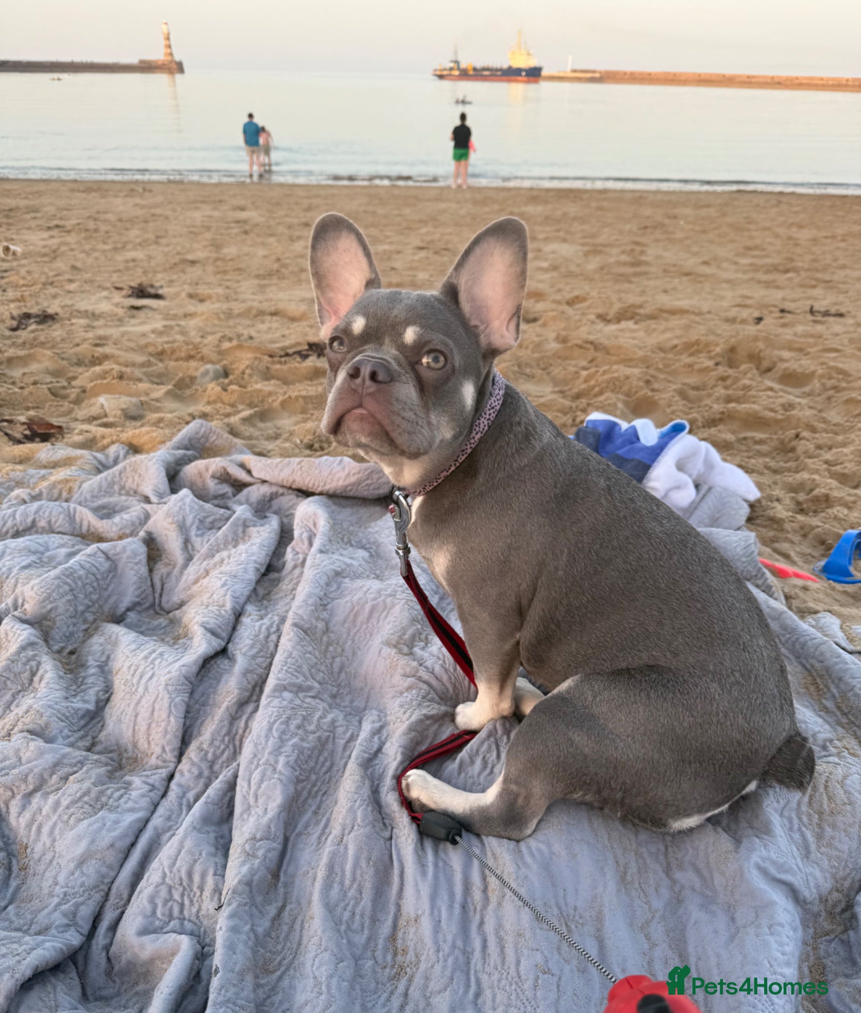 French Bulldog dogs Beautiful French Bulldog Puppy - Advert 1