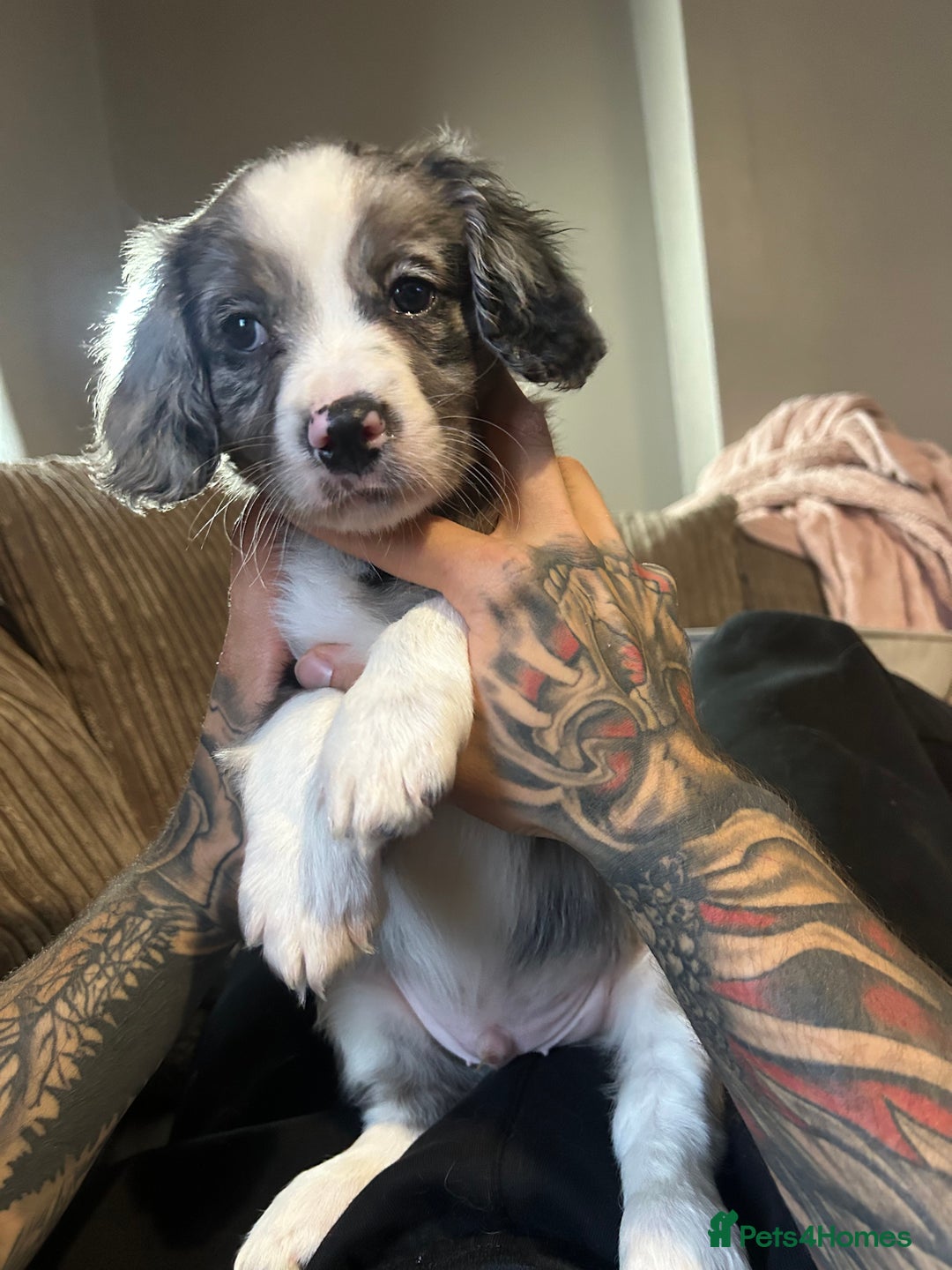 Mixed Breed dogs for sale: Borderliers  - Image 5