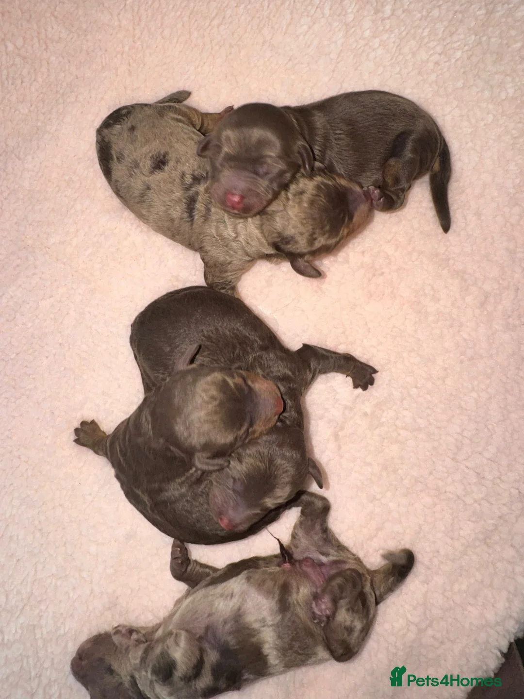 Cockapoo dogs for sale: DNA TESTED, Stunning Cockapoo Pups, Ready 5th june - Advert 2