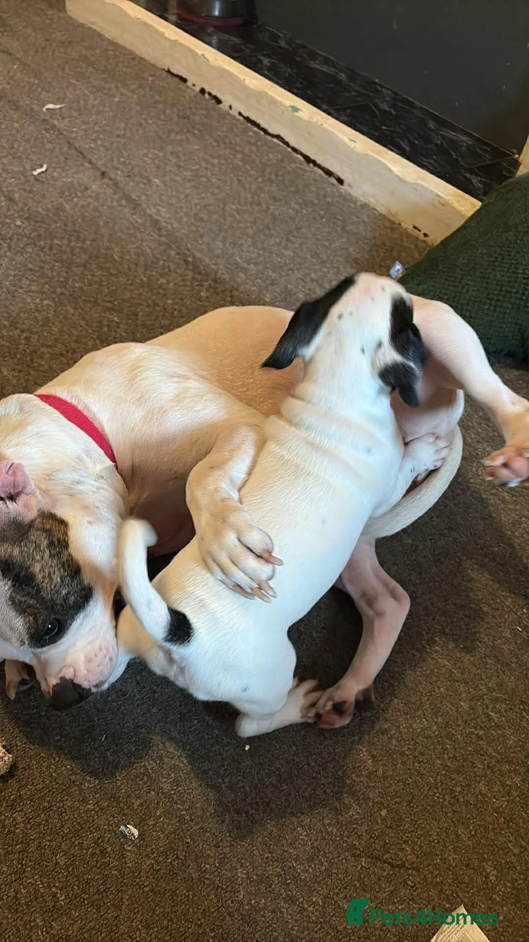 Mixed Breed dogs for sale: American Bulldog x Springer Spaniel in Grimsby - Advert 8