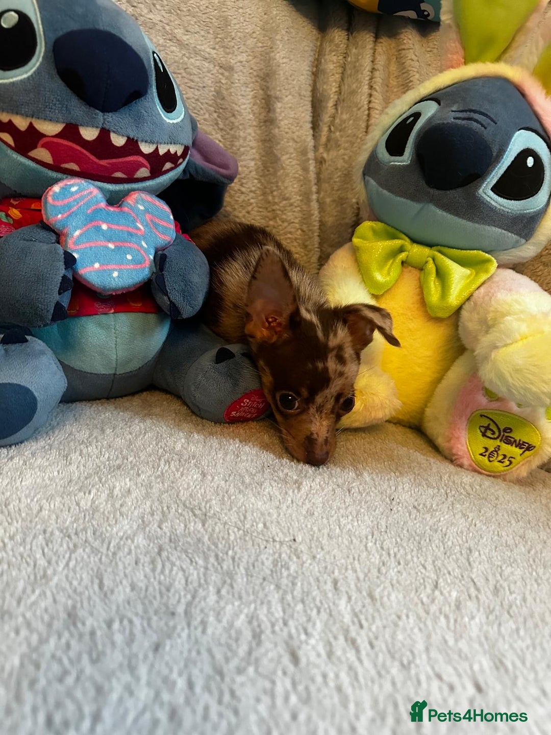 Mixed Breed dogs for sale: Chihuahua x  - Image 10