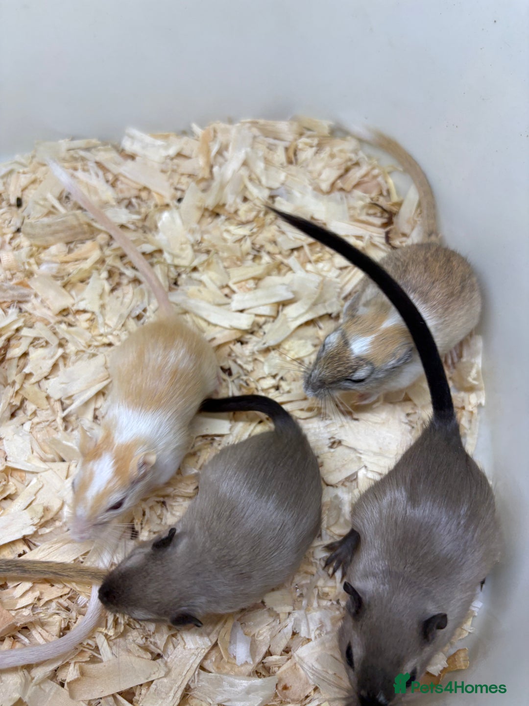 Gerbil rodents for sale: Baby gerbils ready now  - Image 15