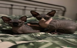 Sphynx cats for sale: Ripley & Nova sphynx sisters ready for a new home - Image 1