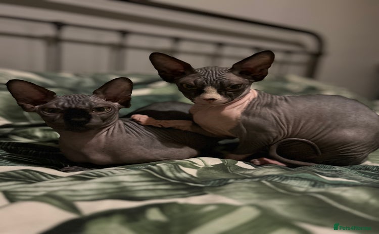 Sphynx cats - Advert 1