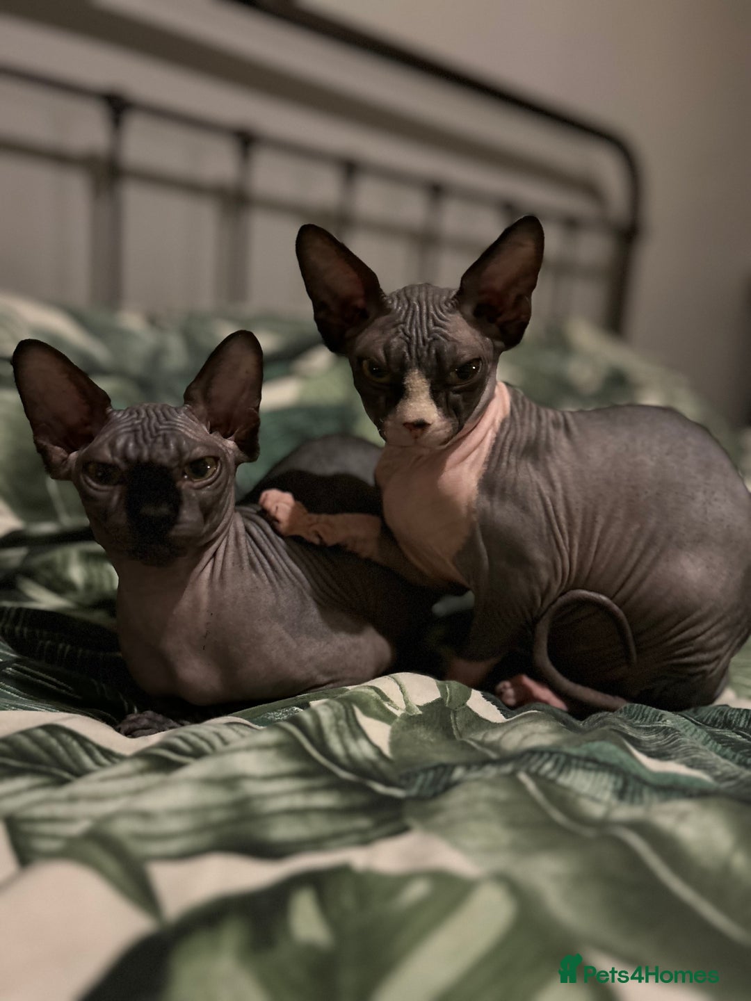 Sphynx cats for sale: Ripley & Nova sphynx sisters ready for a new home - Image 1