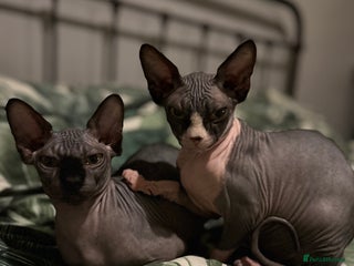 Sphynx cats - Advert 6