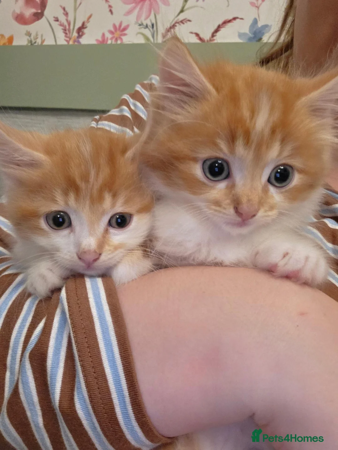 Mixed Breed cats for sale: Two Ginger boy kittens  - Advert 2