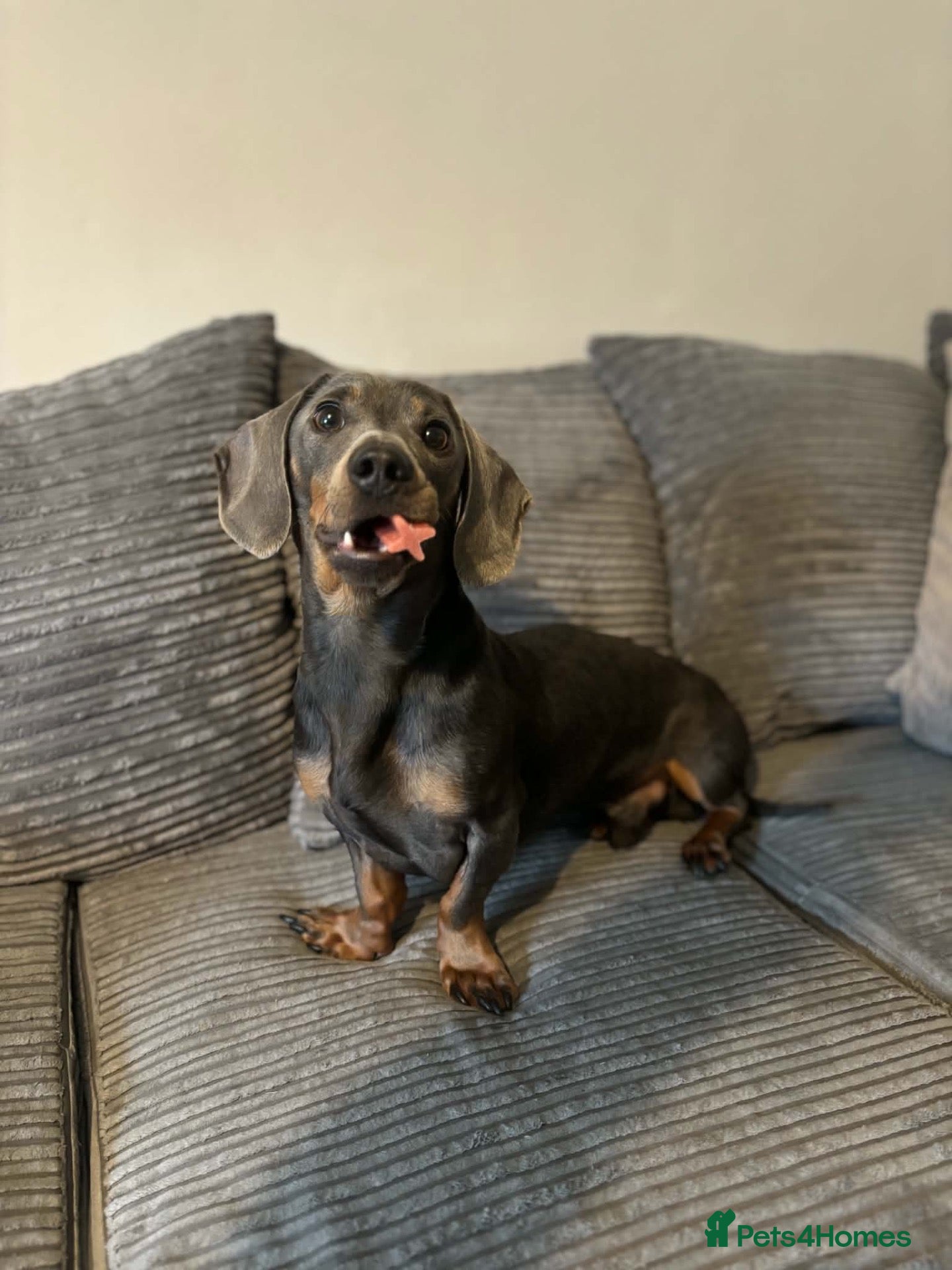 Dachshund dogs Blue tanned dashhound  - Advert 2