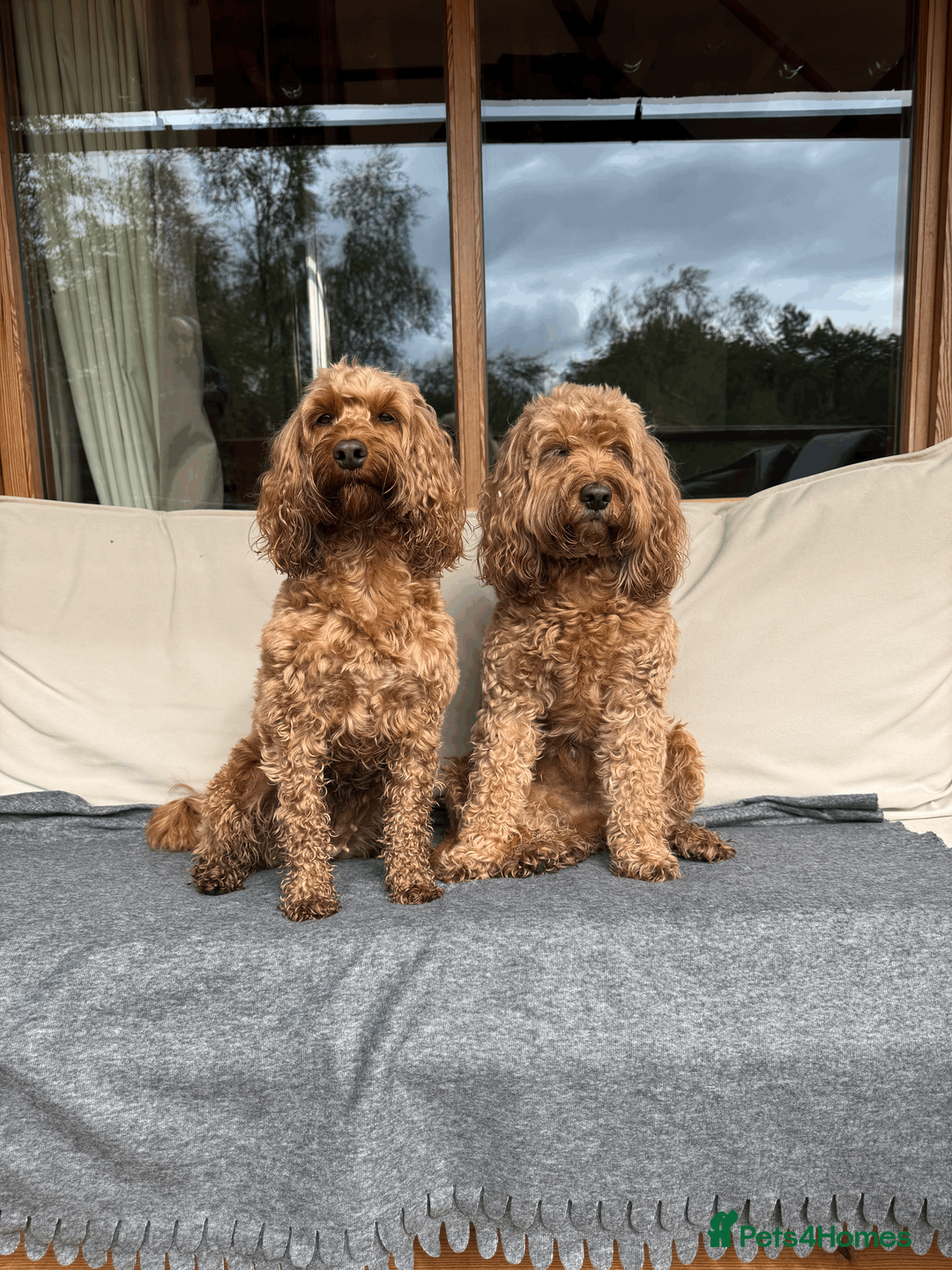 Cockapoo dogs for sale: Beautiful Fox Red Cockapoos - Advert 4
