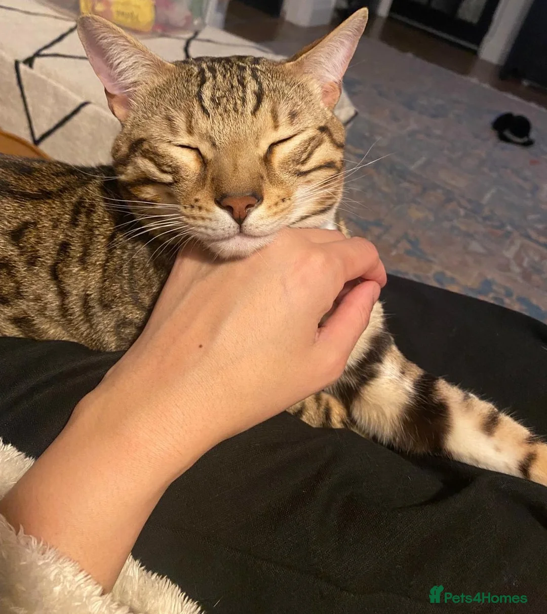 Bengal cats for sale: Adorable Bengal male for sale  - Advert 5