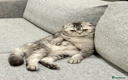 Scottish Fold cats for sale: Scottish fold boy for rehome 🙂 - Image 5