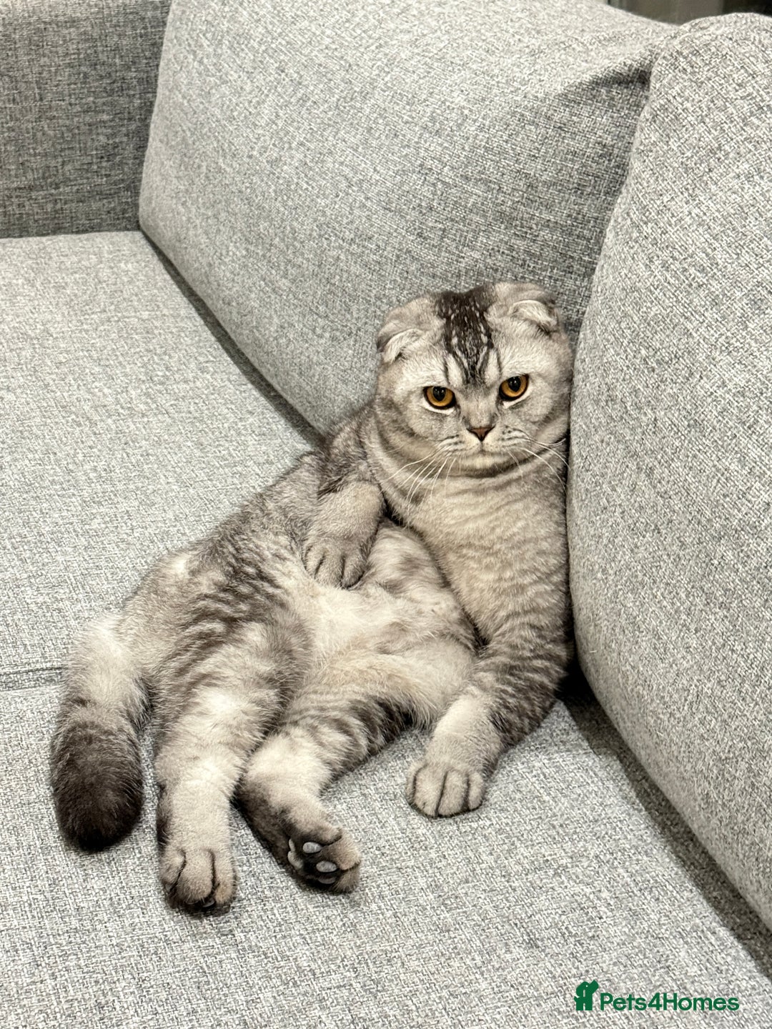 Scottish Fold cats for sale: Scottish fold boy for rehome 🙂 - Image 5