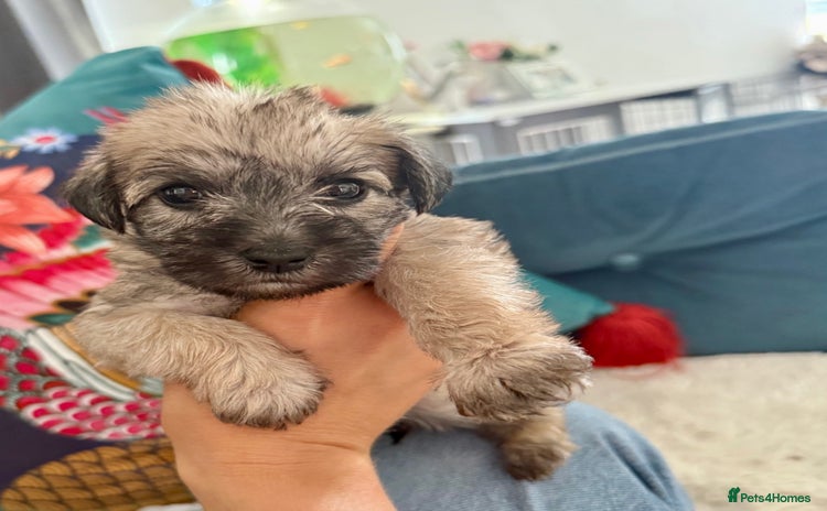 Miniature Schnauzer dogs - Advert 1