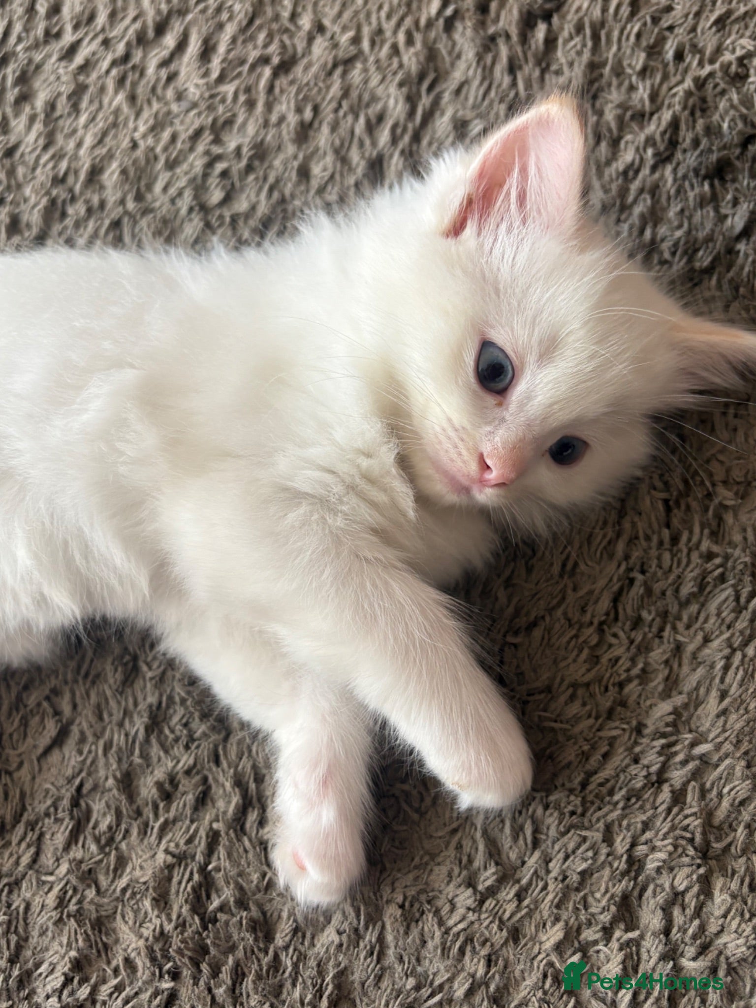 Ragdoll cats Ready Next week-3 Beautiful Fluffy Ragdoll Kittens - Advert 2