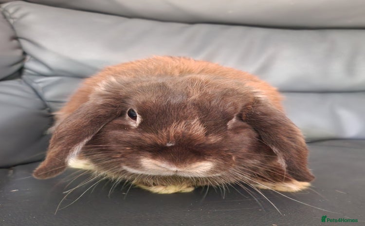 Mini Lop rabbits - Advert 4