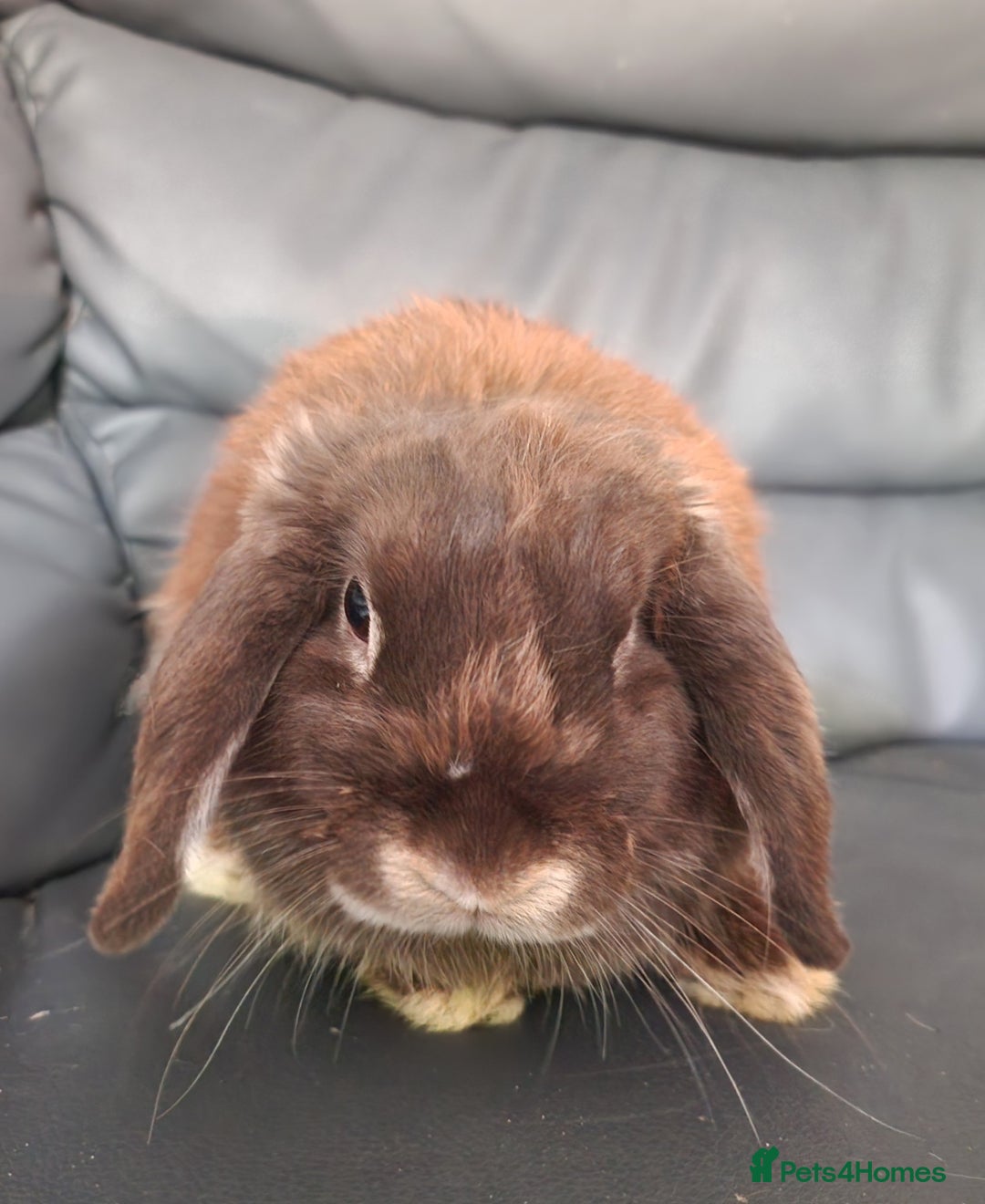 Mini Lop rabbits for sale: Looking for a husbun - Image 1
