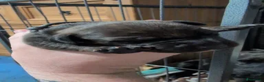 Mixed Breed 4