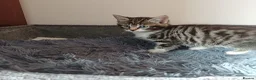 Mixed Breed cats for sale: Wonderful Kittens🥰🥰🥰 - Advert 7