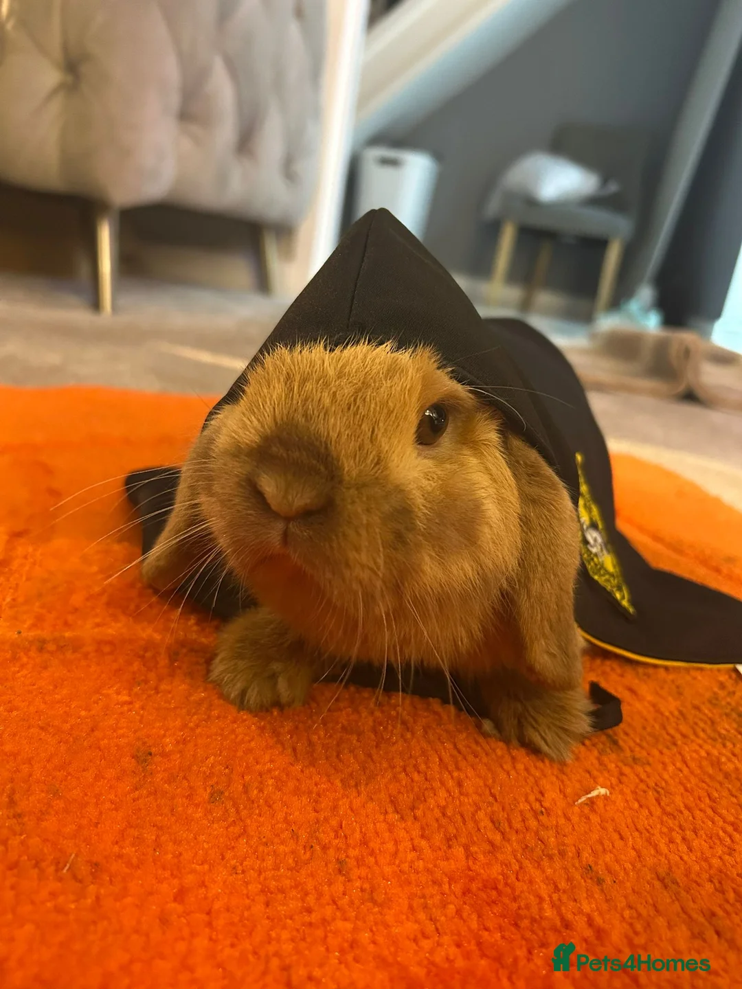 Dwarf Lop rabbits for sale: Holland lop  - Advert 2