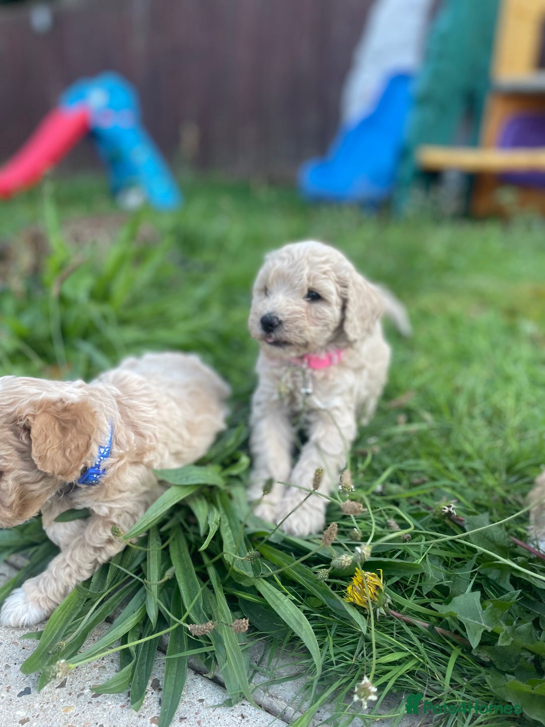 Miniature Poodle dogs for sale: Miniature poodle puppies  - Image 8