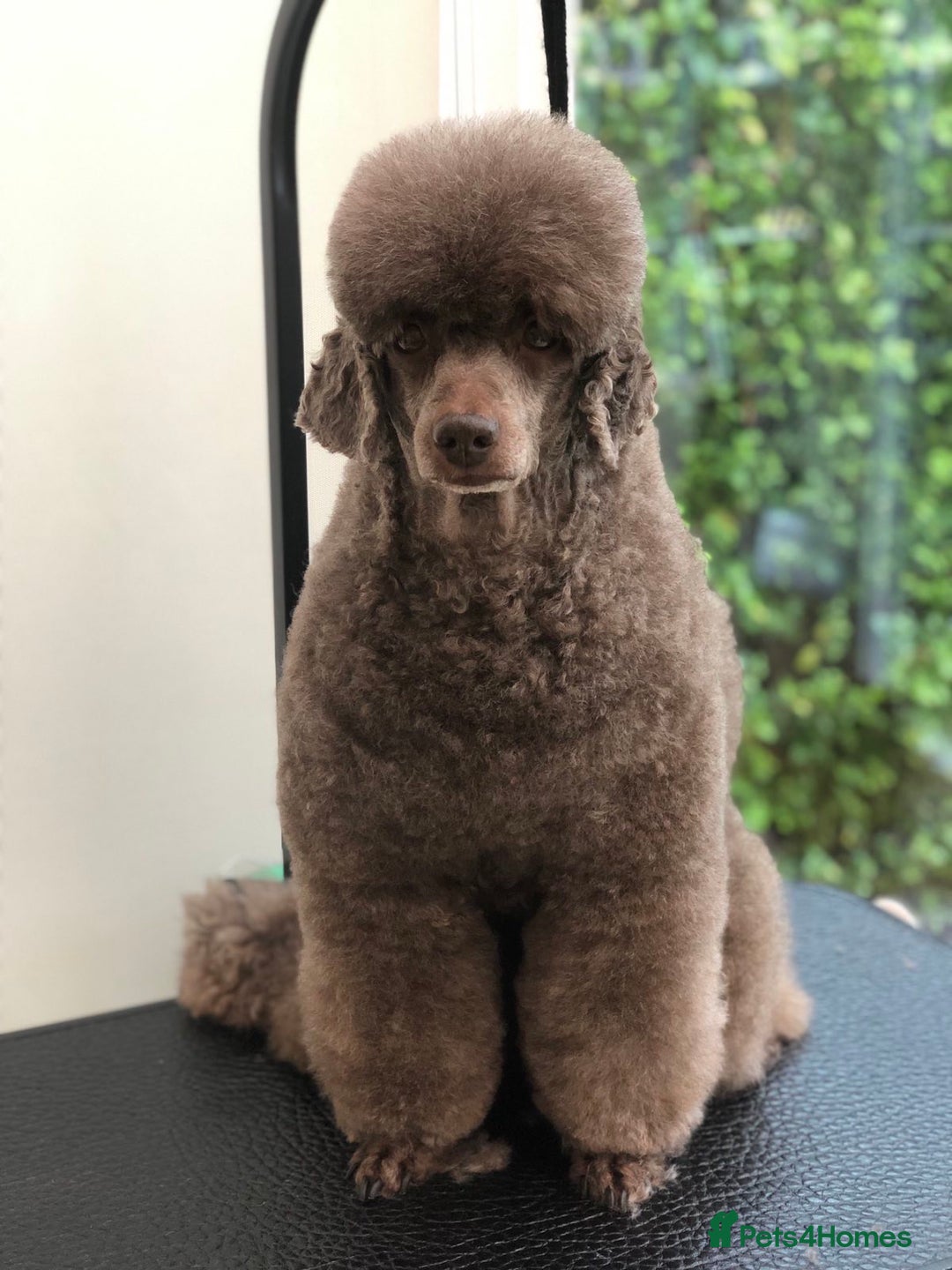 Miniature Poodle dogs for stud: Show Champion, Brown, Miniature Poodle Stud in Bristol - Advert 3