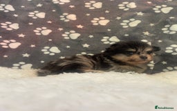 Pomeranian dogs for sale: Stunning litter merl Pomeranian - Image 10
