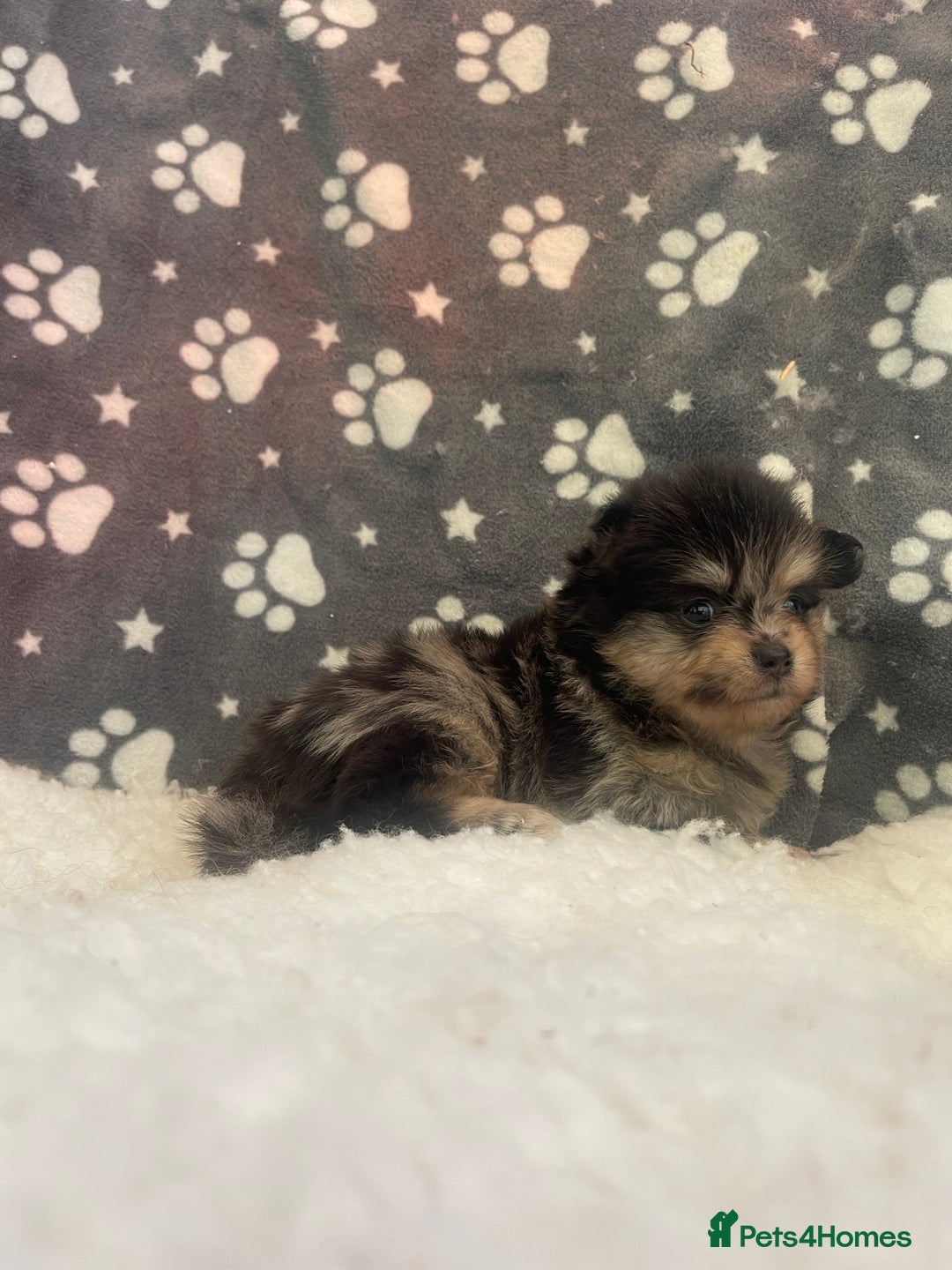 Pomeranian dogs for sale: Stunning litter merl Pomeranian - Image 10