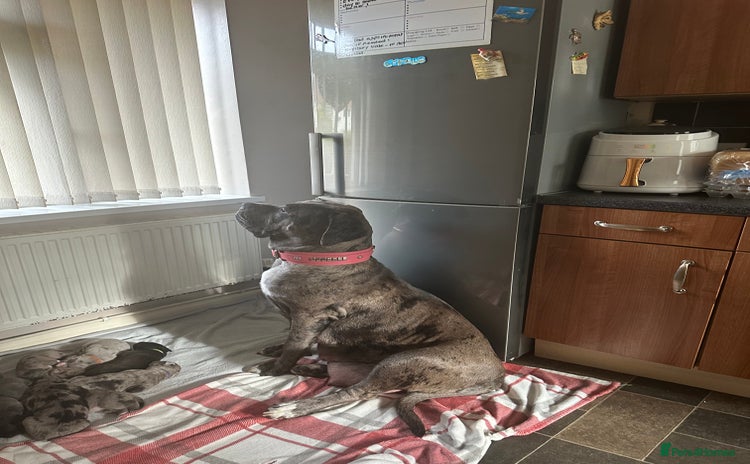 Cane Corso dogs - Advert 2