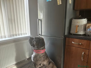 Cane Corso dogs - Advert 31