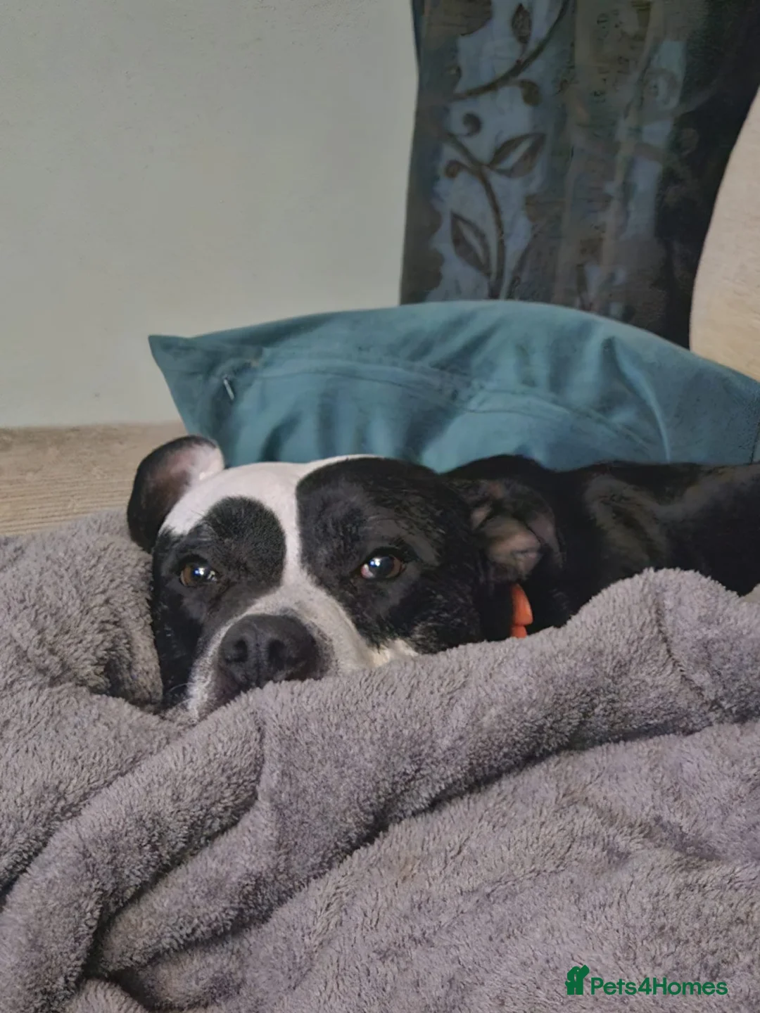 Mixed Breed dogs for adoption: URGENT FOSTER HOME 🏠 🚨 ‼️ 🆘  - Advert 3