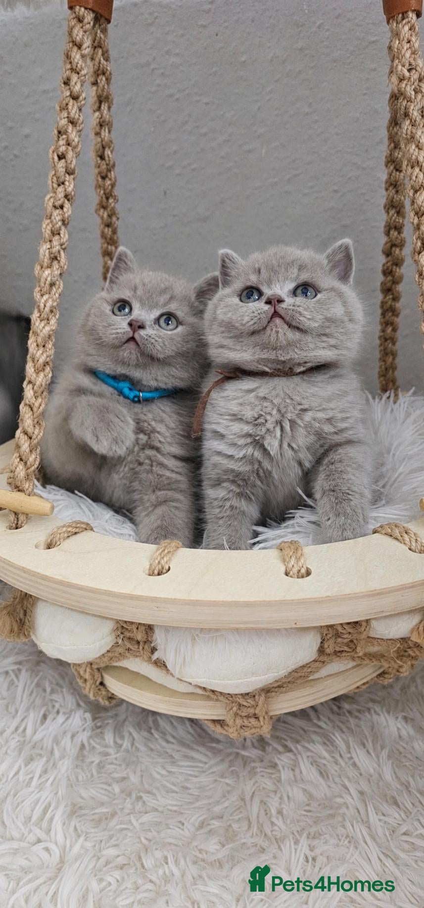 British Shorthair cats British Shorthair Male Kittens - Advert 1