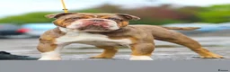 Olde English Bulldogge dogs for sale: Reduced!!✨Olde English Bulldogges ✨  - Advert 16