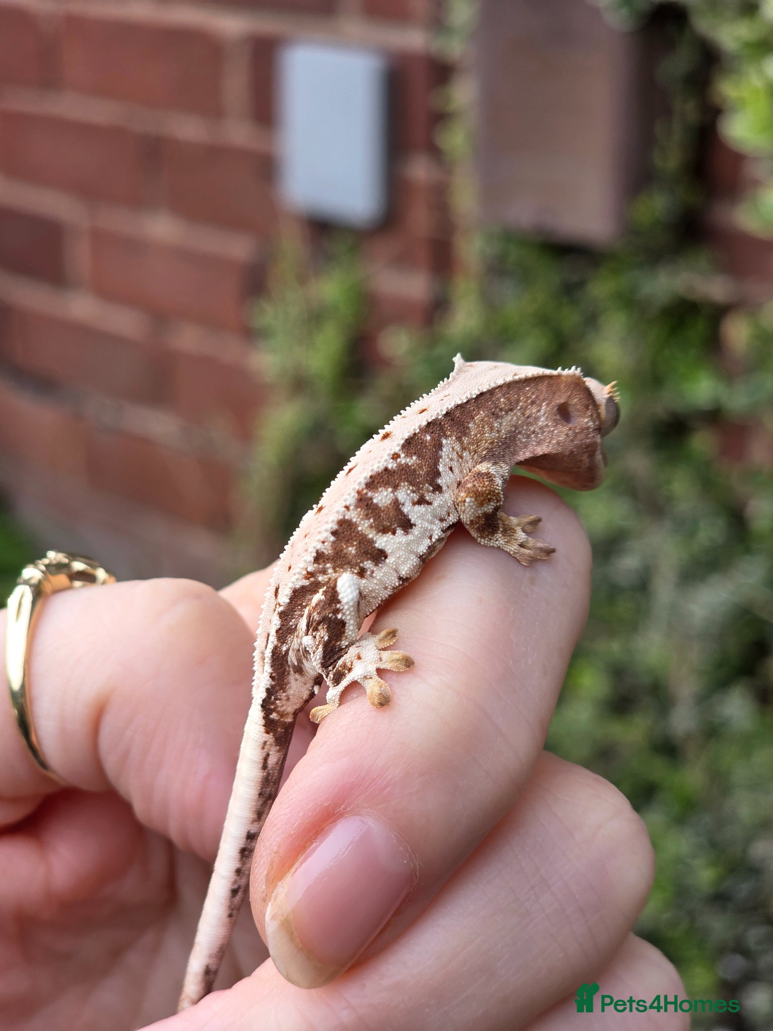 Gecko reptiles Various crested geckos - Advert 12