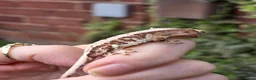 Gecko reptiles for sale: Various crested geckos - Advert 3