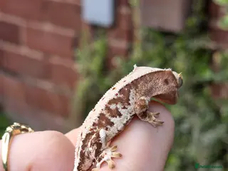 Gecko reptiles Various crested geckos - Advert 12