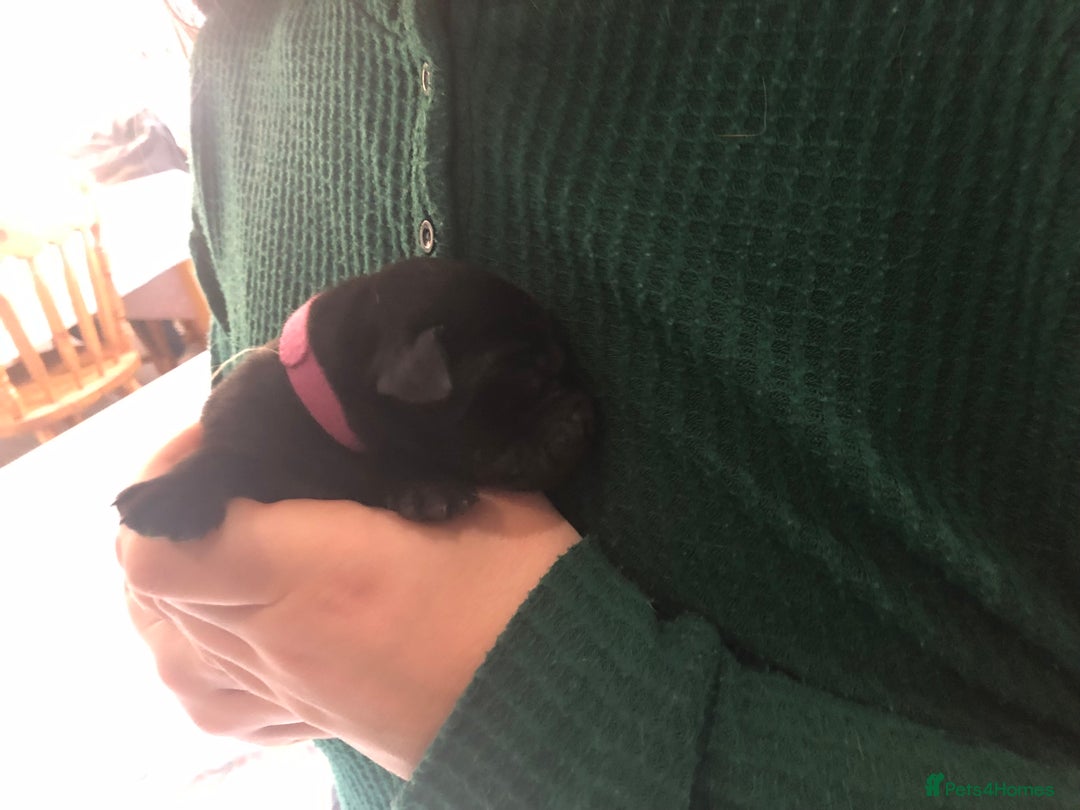 Labrador Retriever dogs for sale: Outstanding KC reg. yellow and black Labrador pups - Advert 9