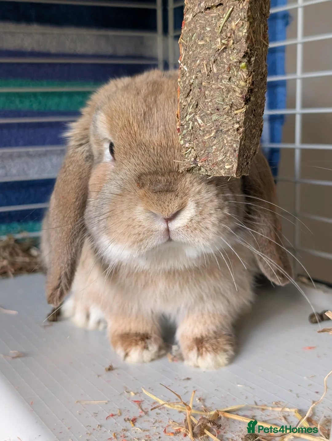 Mini Lop rabbits for sale: 6 beautiful mini lops available 16/3 in Ashford - Advert 20