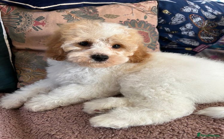 Cavapoo dogs - Advert 2