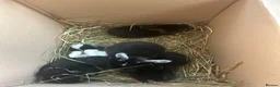 Mini Lop rabbits for sale: Mini lip rabbits  - Advert 6