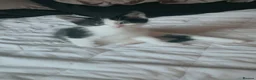 Mixed Breed cats for sale: Kittens for sale  - Advert 5
